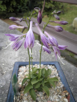 /album/fotogalerie-nabidka/hosta-tiny-tears-kv-jpg/